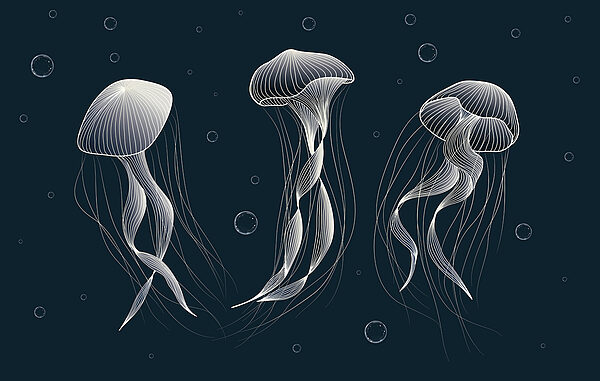 Grupo de medusas na água Grupo de medusas na água
