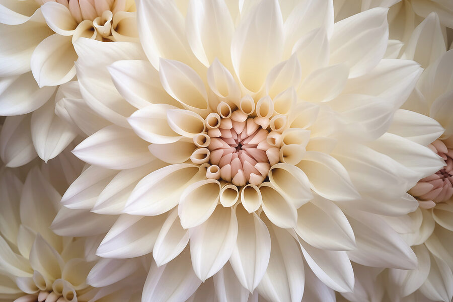 Grande plano de uma flor branca