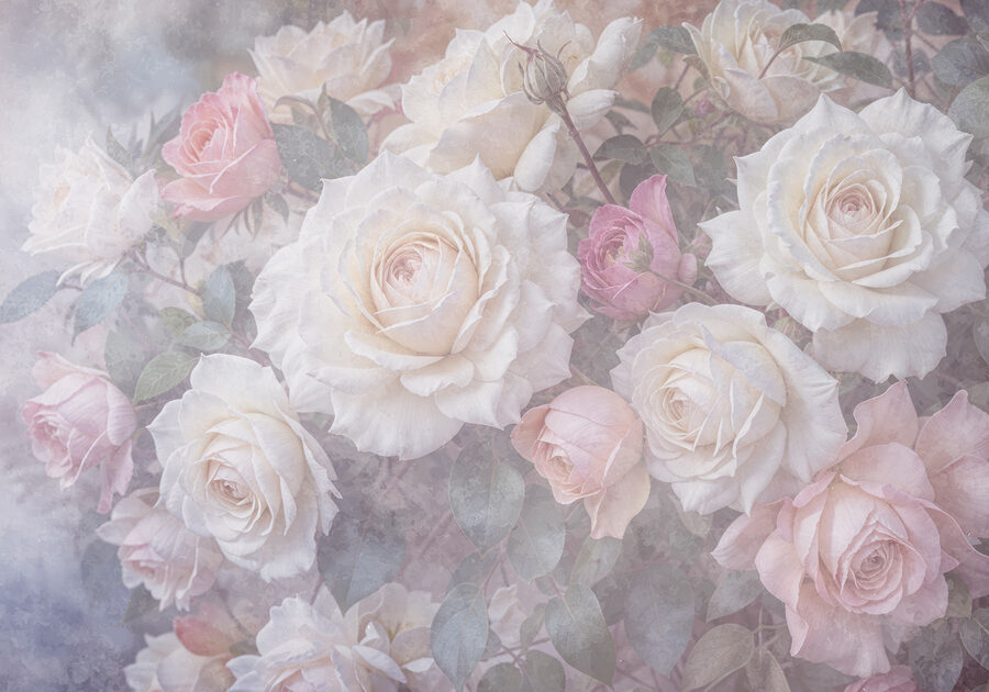 Grupo de rosas brancas e cor-de-rosa