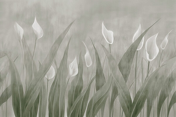 Flores delicadas em tons suaves. Flores delicadas em tons suaves.