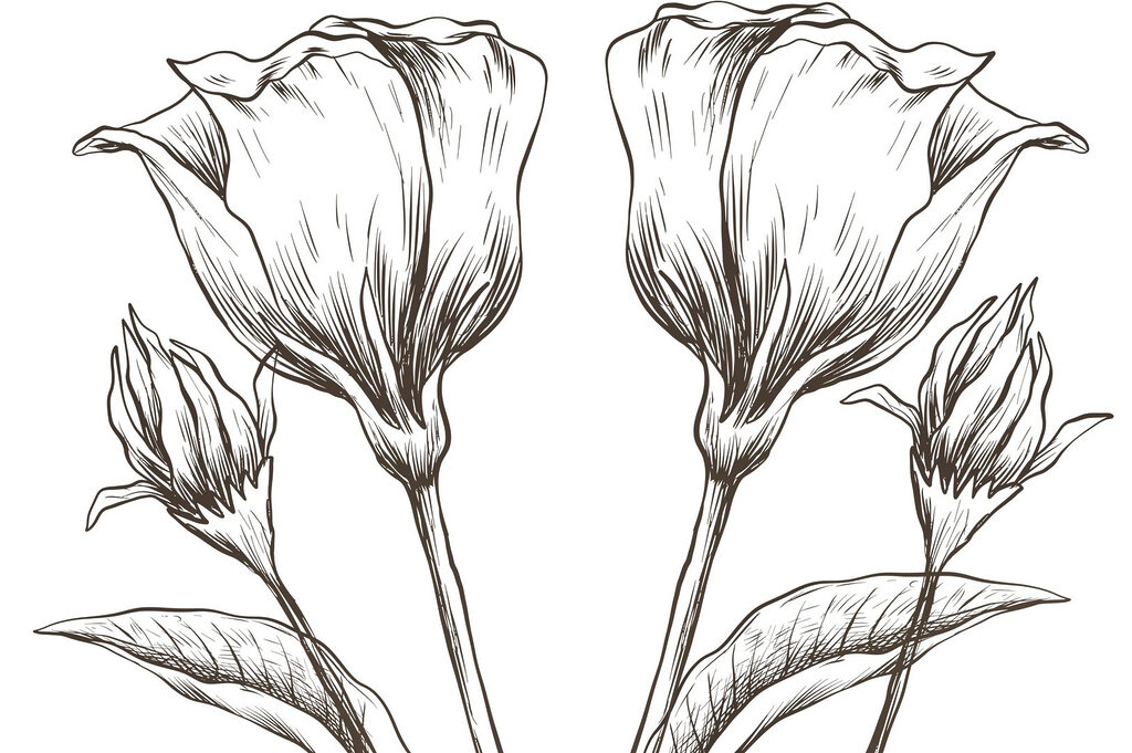 Desenho de flores sobre um fundo branco Desenho de flores sobre um fundo branco