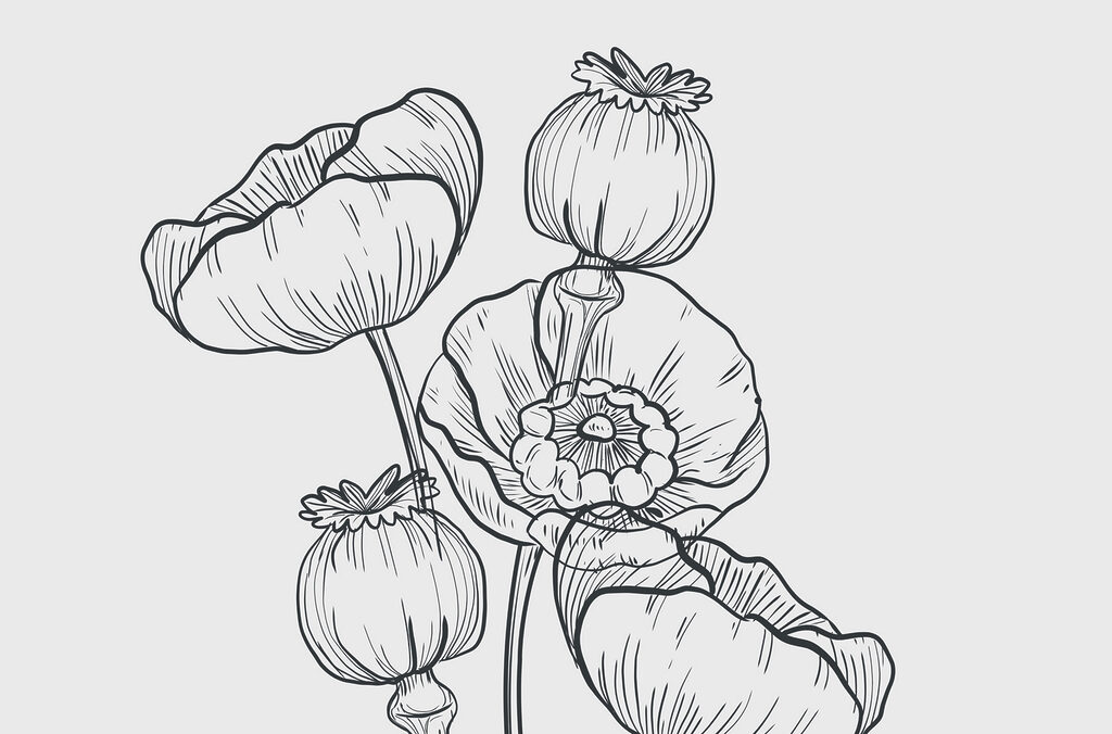 Desenho de flores sobre um fundo branco Desenho de flores sobre um fundo branco