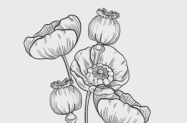 Desenho de flores sobre um fundo branco Desenho de flores sobre um fundo branco
