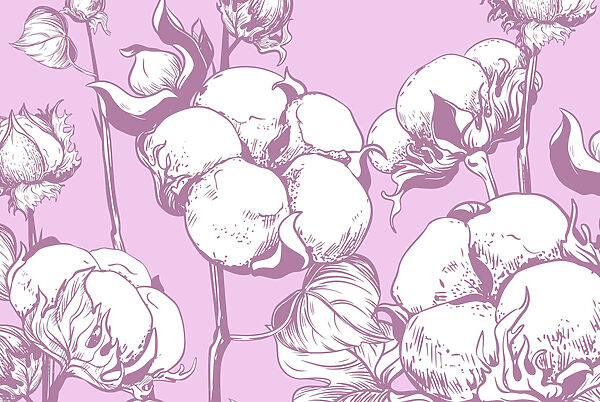 Flores de algodão num fundo suave Flores de algodão num fundo suave