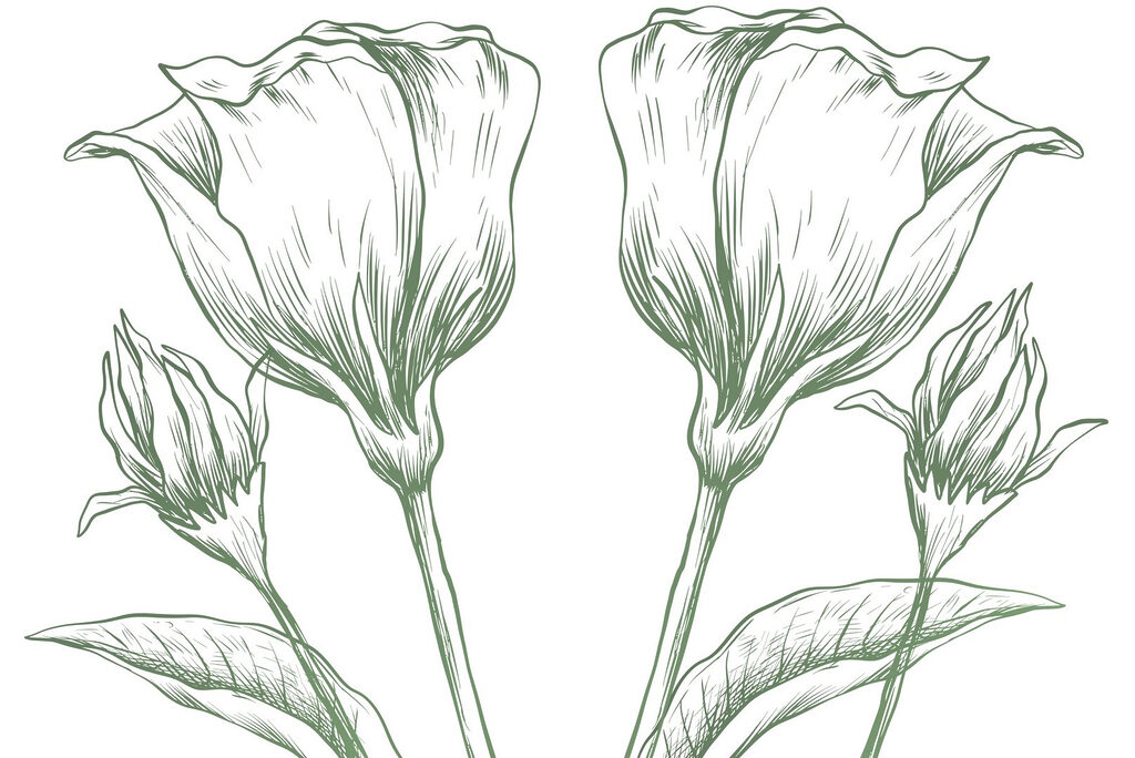 Desenho de flores e folhas Desenho de flores e folhas