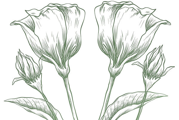 Desenho de flores e folhas Desenho de flores e folhas