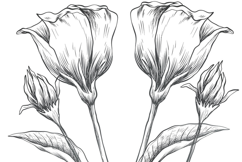 Desenho de flores sobre um fundo branco Desenho de flores sobre um fundo branco