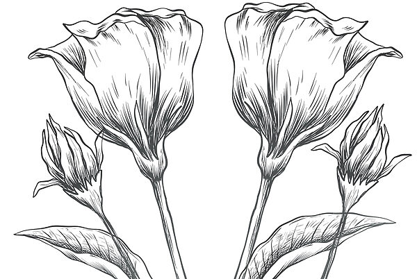 Desenho de flores sobre um fundo branco Desenho de flores sobre um fundo branco