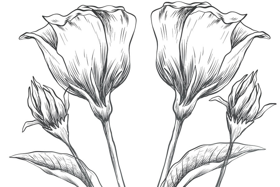 Desenho de flores sobre um fundo branco