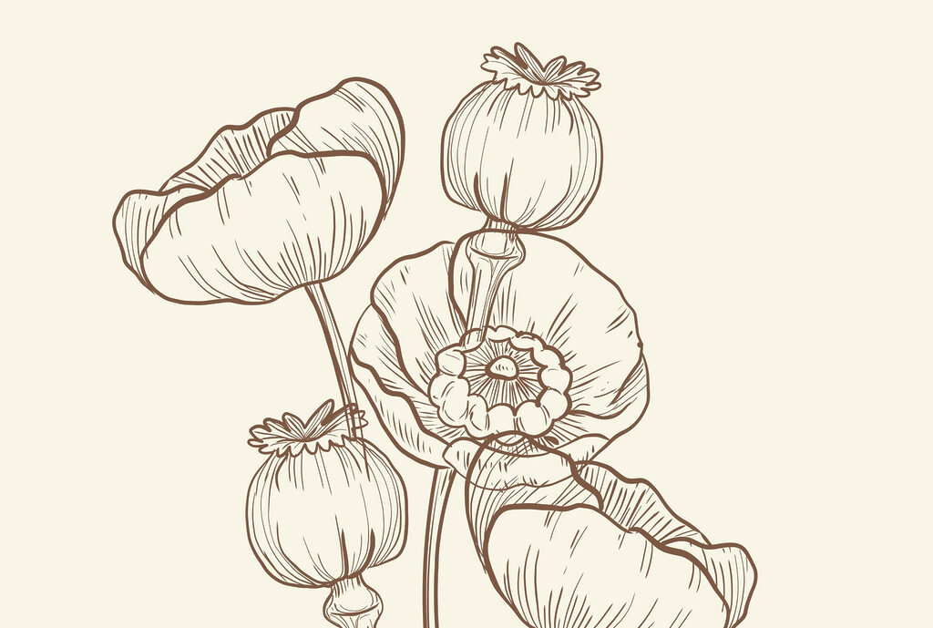 Desenho de flores sobre um fundo branco Desenho de flores sobre um fundo branco