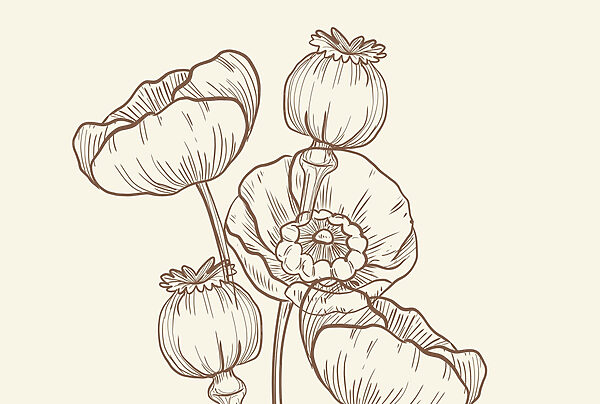 Desenho de flores sobre um fundo branco Desenho de flores sobre um fundo branco