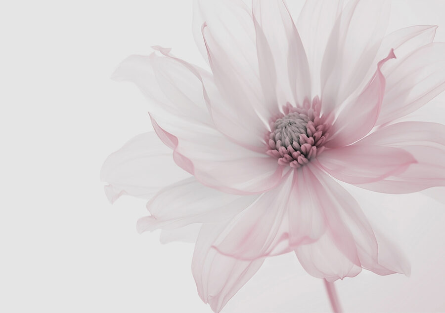 Flor delicada em tons suaves