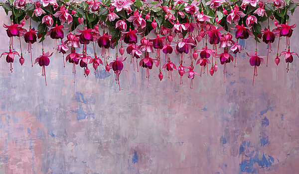 Grupo de flores cor-de-rosa Grupo de flores cor-de-rosa