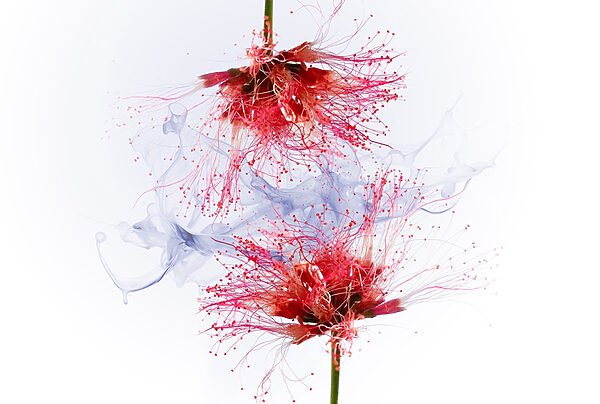 Ethereal blooms in soft colors Ethereal blooms in soft colors