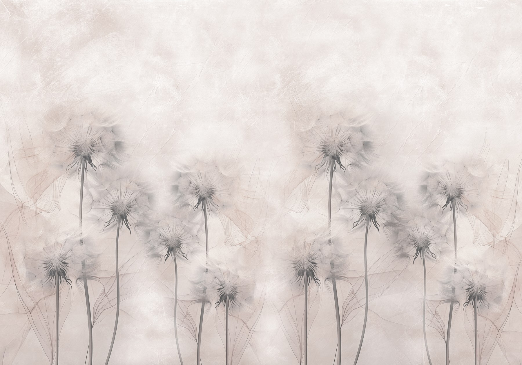 Group of dandelions on a white background