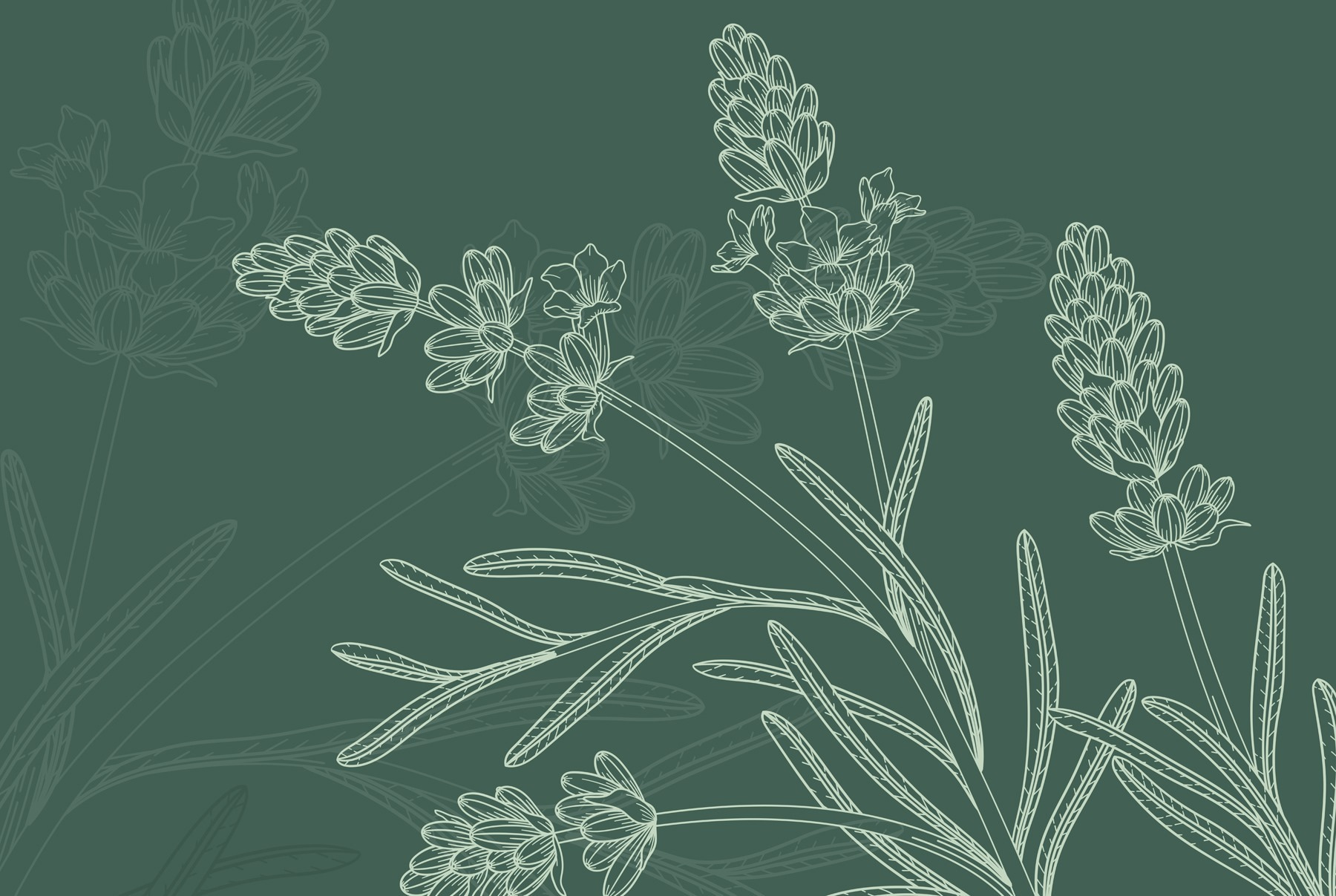 Drawing of a plant Drawing of a plant
