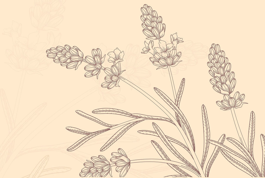 Desenho de uma planta Desenho de uma planta