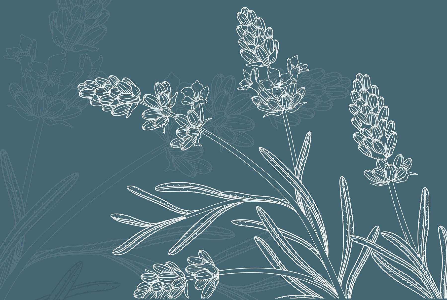 Drawing of a plant