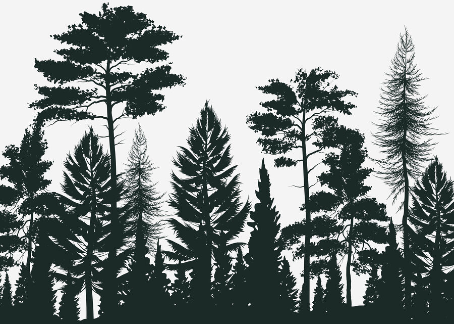 Grupo de árvores numa floresta