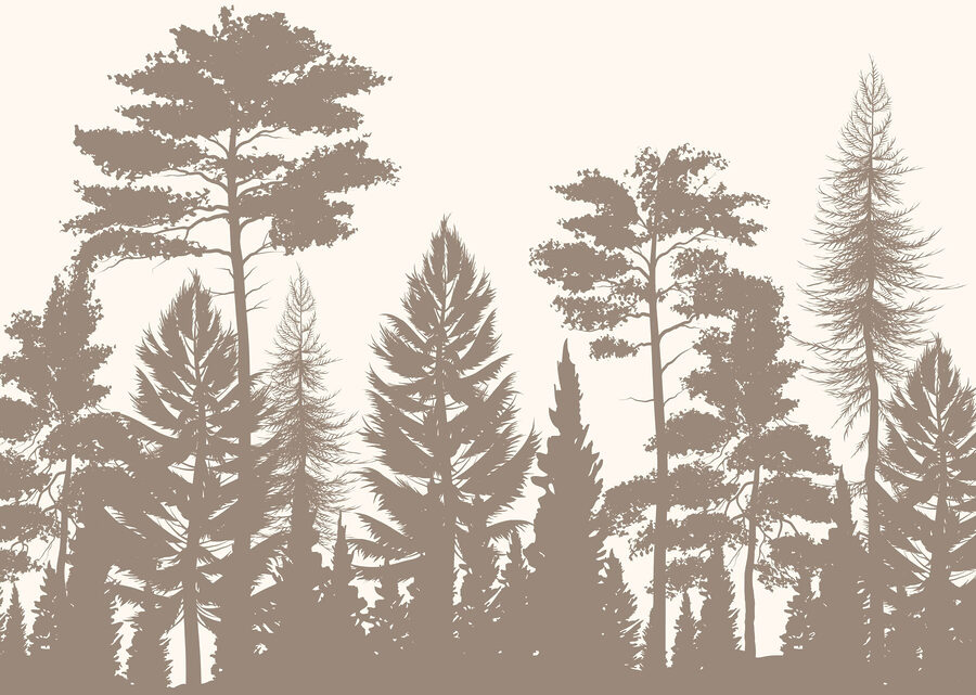 Grupo de árvores numa floresta