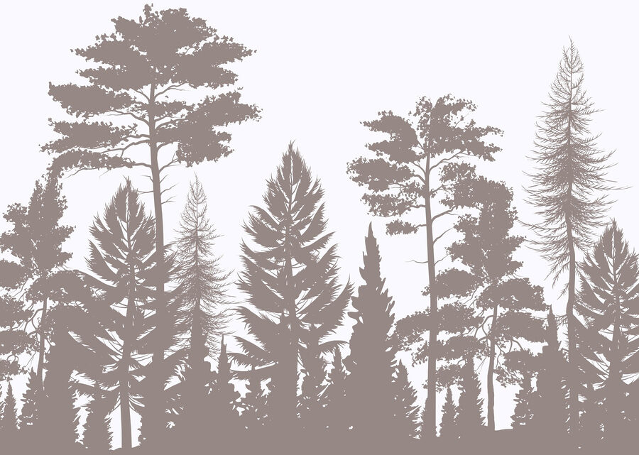 Grupo de árvores numa floresta