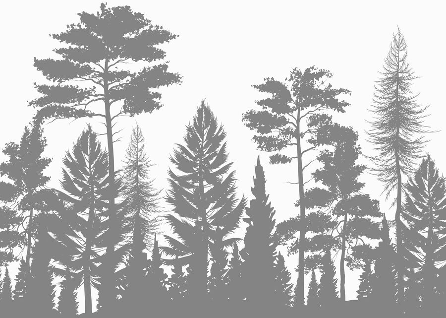 Grupo de árvores numa floresta