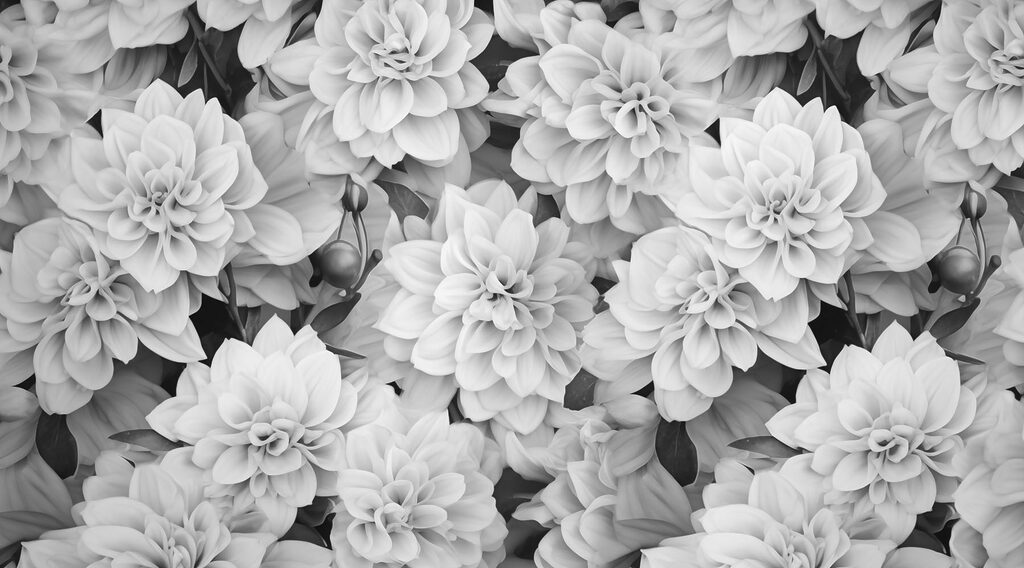 Grupo de flores brancas Grupo de flores brancas