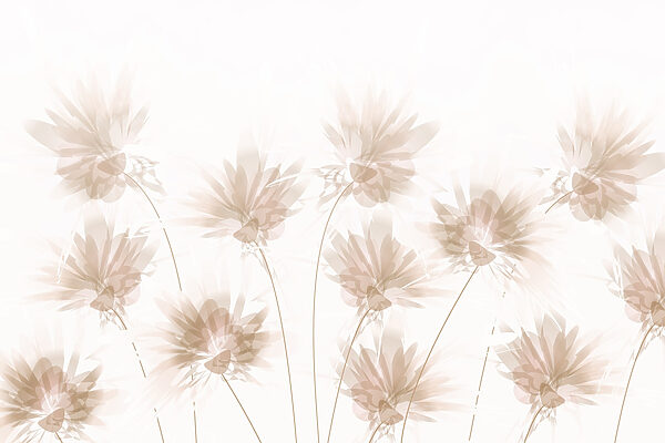 Grupo de flores sobre um fundo branco Grupo de flores sobre um fundo branco