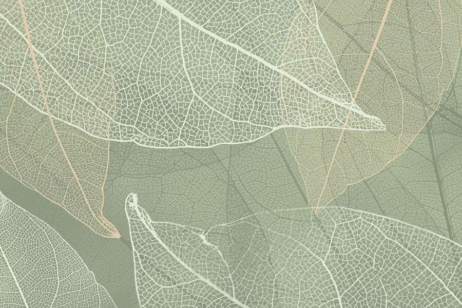 Padrões delicados do design da natureza&#8217