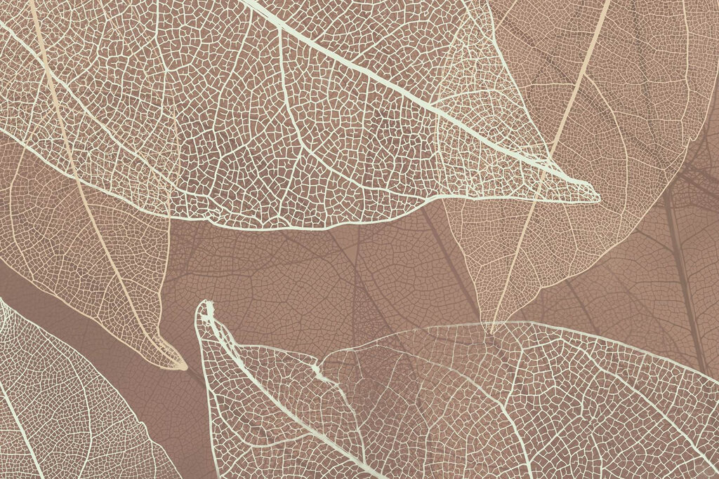 Veias delicadas da arte da natureza’ Veias delicadas da arte da natureza’