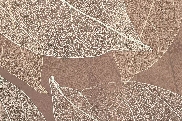 Veias delicadas da arte da natureza’ Veias delicadas da arte da natureza’