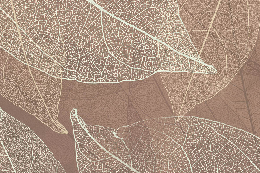 Veias delicadas da arte da natureza&#8217