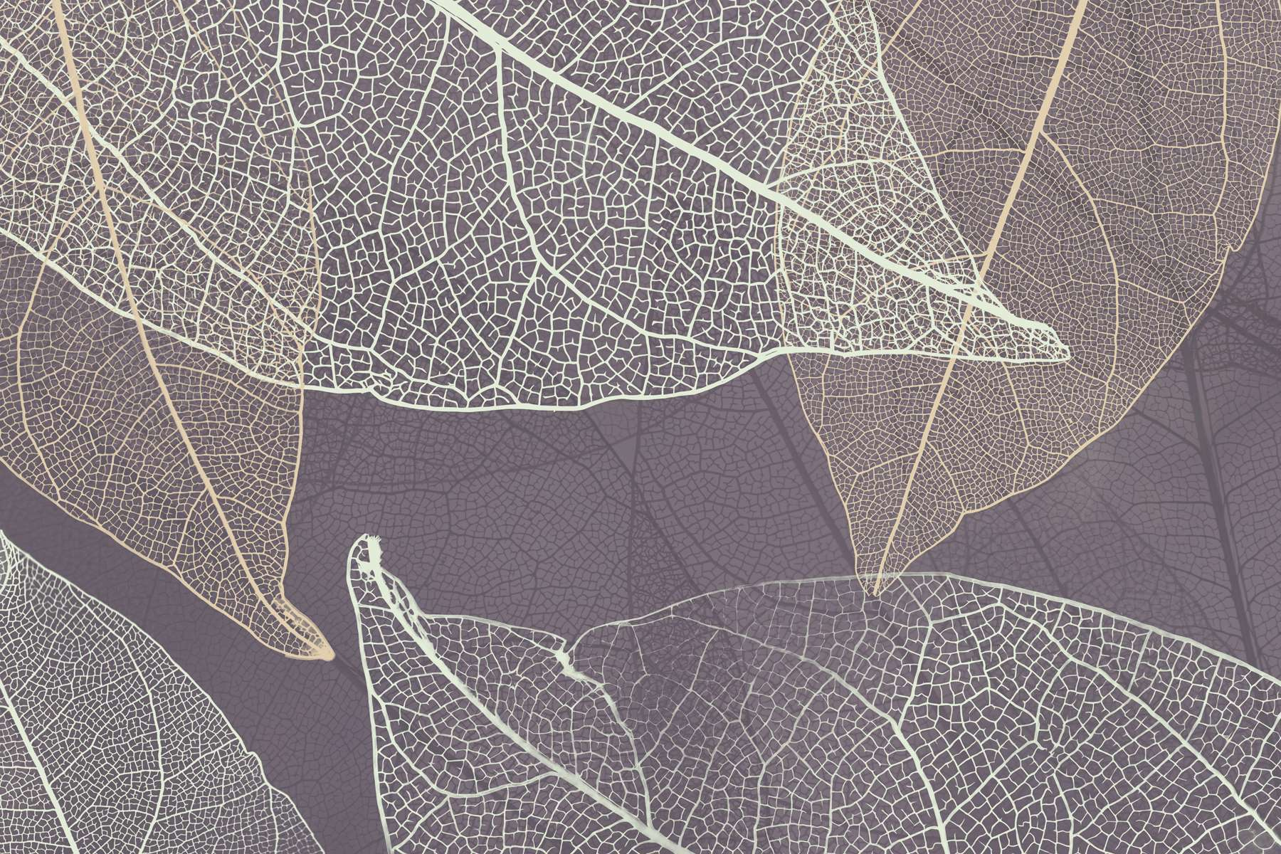 Nature's delicate leaf patterns revealed Nature's delicate leaf patterns revealed