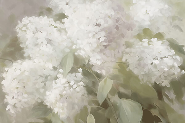 Flores brancas delicadas sob uma luz suave Flores brancas delicadas sob uma luz suave