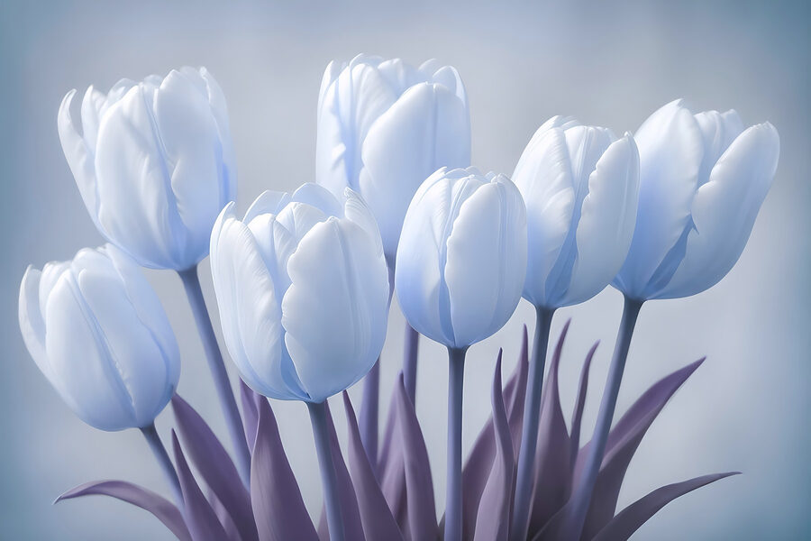 Grupo de tulipas brancas