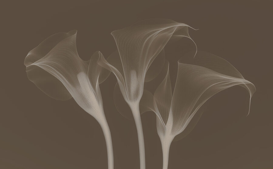 Grupo de flores com linhas brancas