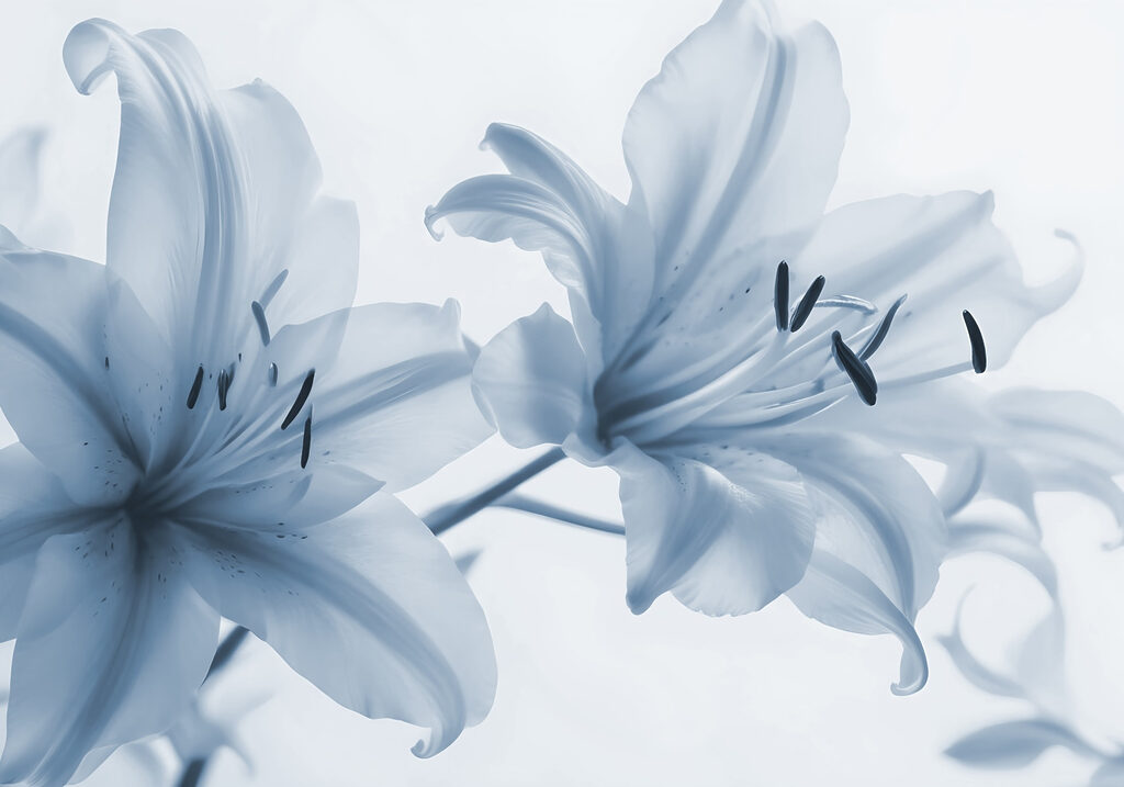 Flores delicadas em tons suaves. Flores delicadas em tons suaves.