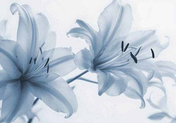 Flores delicadas em tons suaves. Flores delicadas em tons suaves.