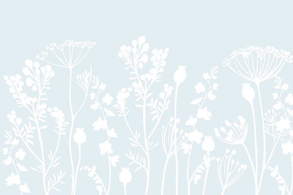 Flores e folhas brancas sobre um fundo azul claro Flores e folhas brancas sobre um fundo azul claro