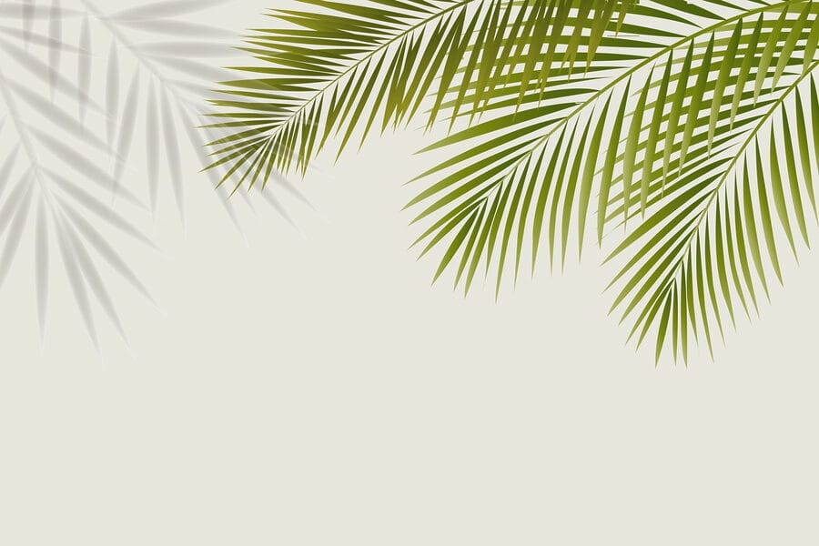 Folhas verdes sobre um fundo branco