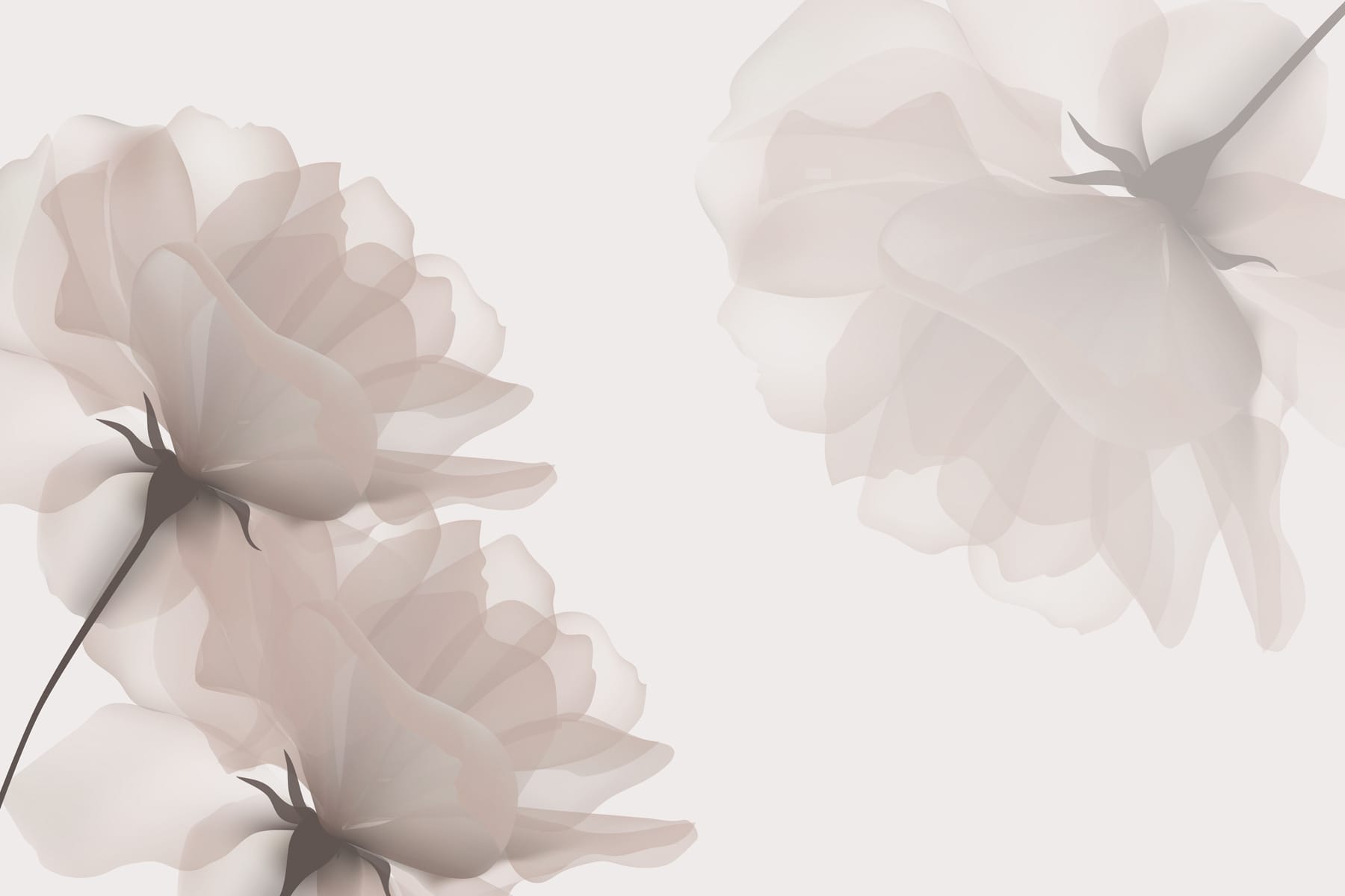 Group of flowers on a white background