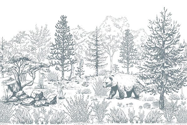Urso no bosque Urso no bosque