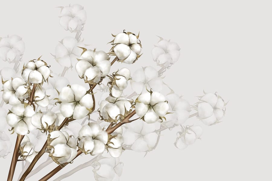 Planta com flores brancas
