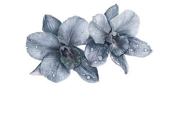 Flores delicadas com gotas de orvalho. Flores delicadas com gotas de orvalho.