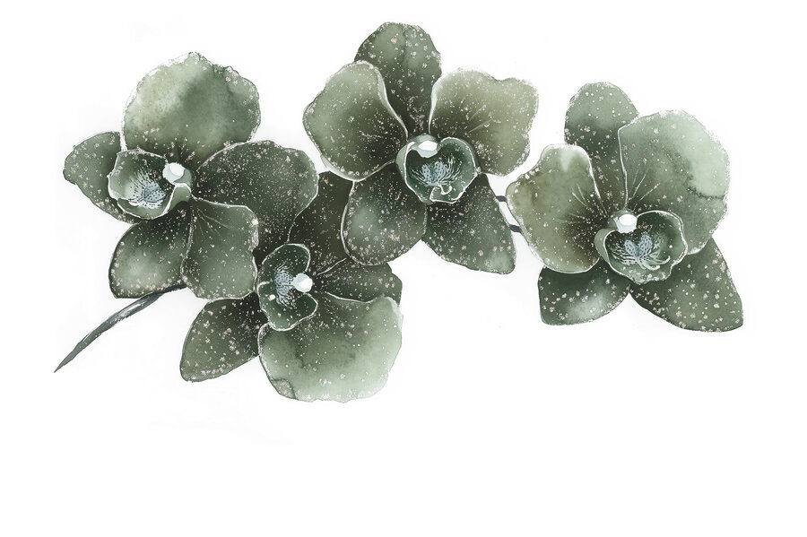 Três elegantes orquídeas em harmonia