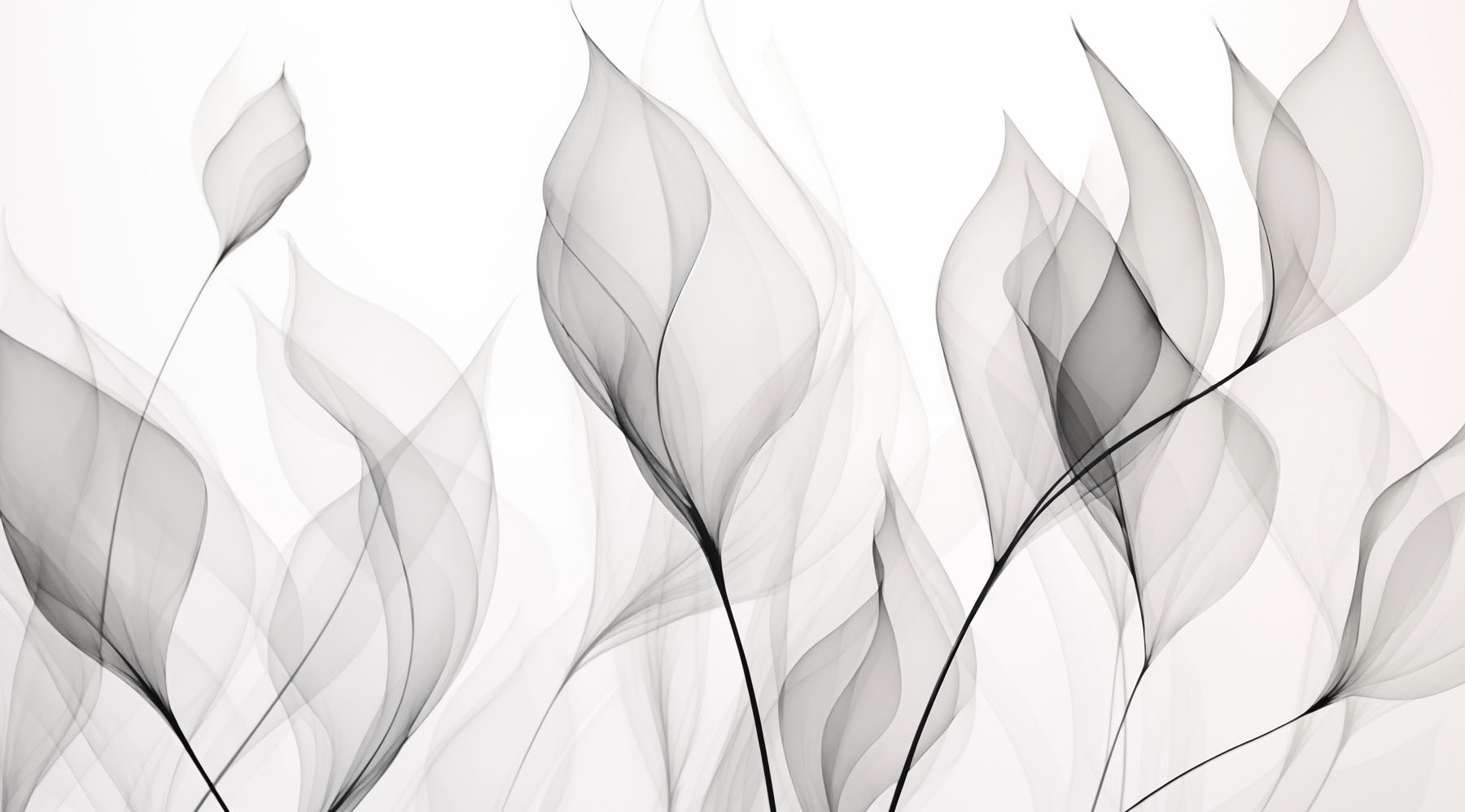 Black and white image of flowers Black and white image of flowers