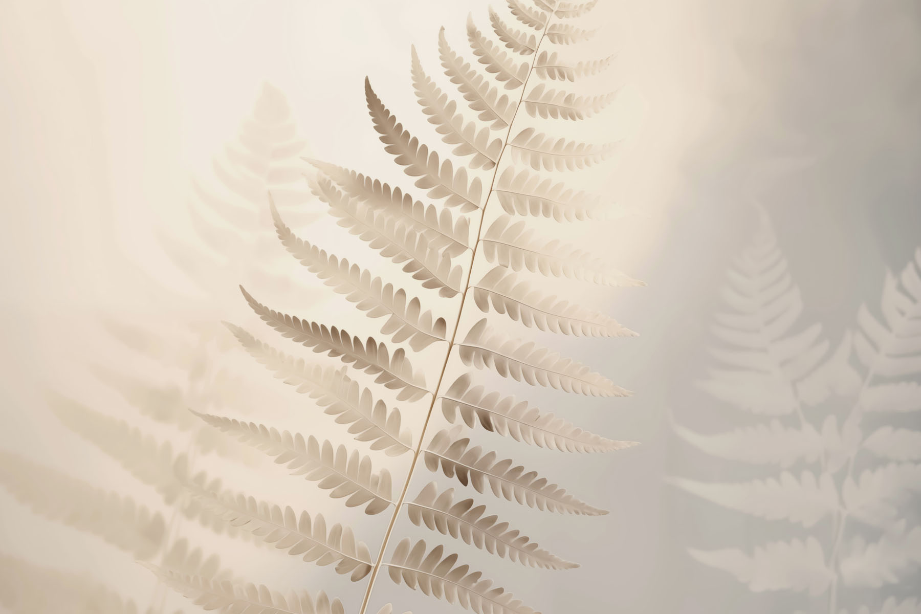 Delicate fern leaves in soft light
