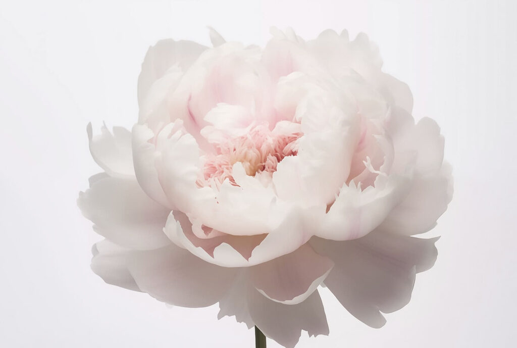 Pétalas delicadas em suave floração Pétalas delicadas em suave floração