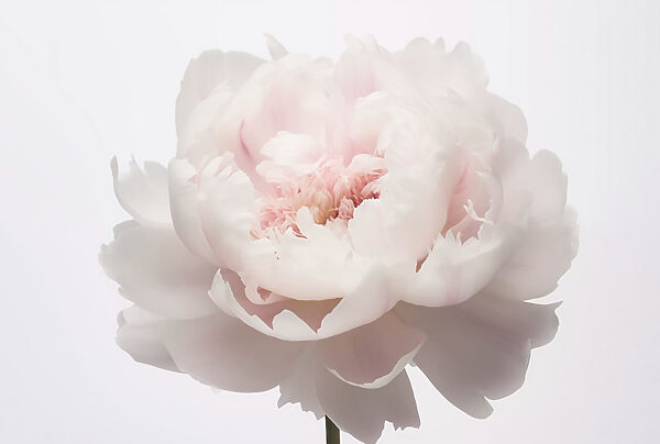 Pétalas delicadas em suave floração Pétalas delicadas em suave floração