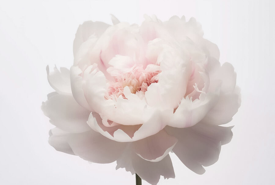 Pétalas delicadas em suave floração
